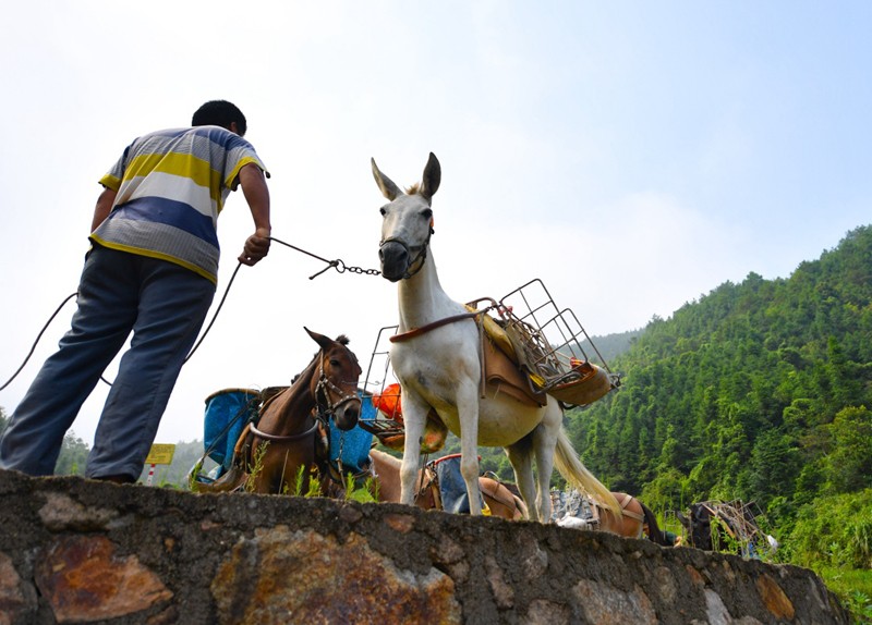 吉首市骡马运输